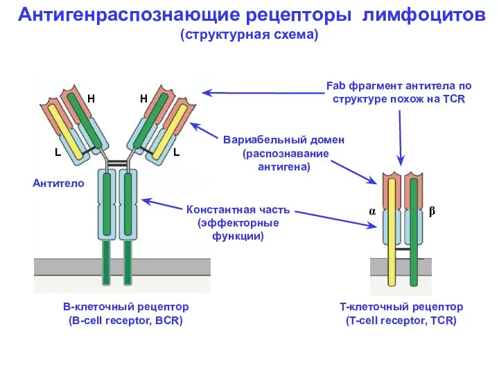 Антигенраспознающие рецепторы лимфоцитов (структурная схема) Вариабельный домен (распознавание антигена) Константная