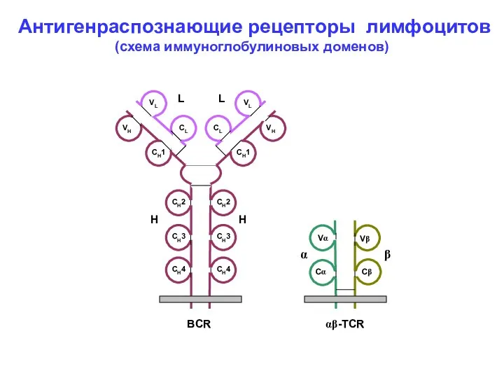 VL VL CL CL VH VH CH1 CH1 CH2 CH2