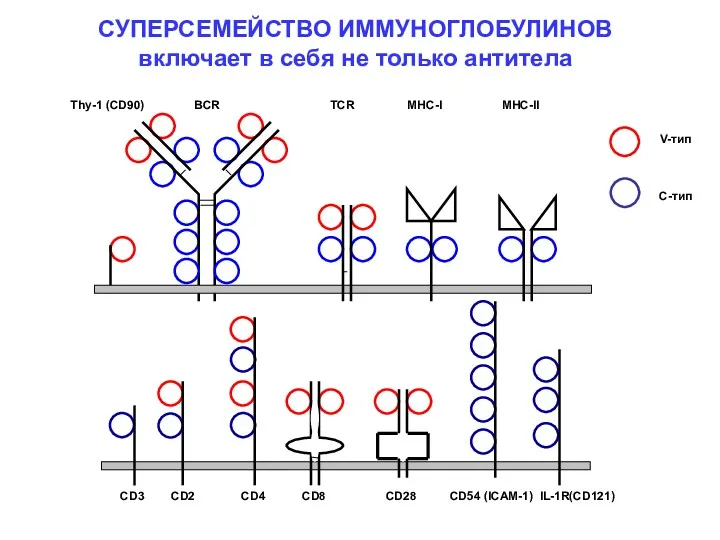 Thy-1 (CD90) BCR TCR MHC-I MHC-II СУПЕРСЕМЕЙСТВО ИММУНОГЛОБУЛИНОВ включает в