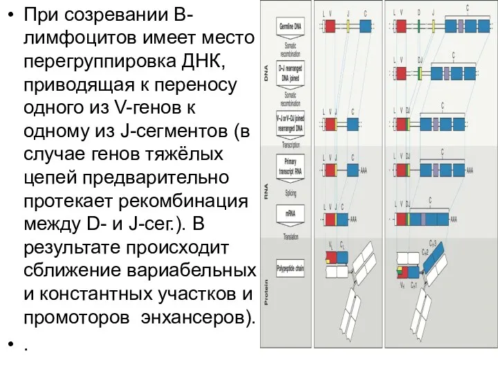 При созревании В-лимфоцитов имеет место перегруппиров­ка ДНК, приводящая к переносу