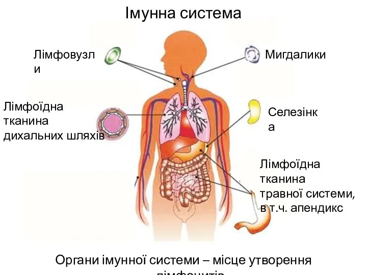 Імунна система Органи імунної системи – місце утворення лімфоцитів Лімфовузли