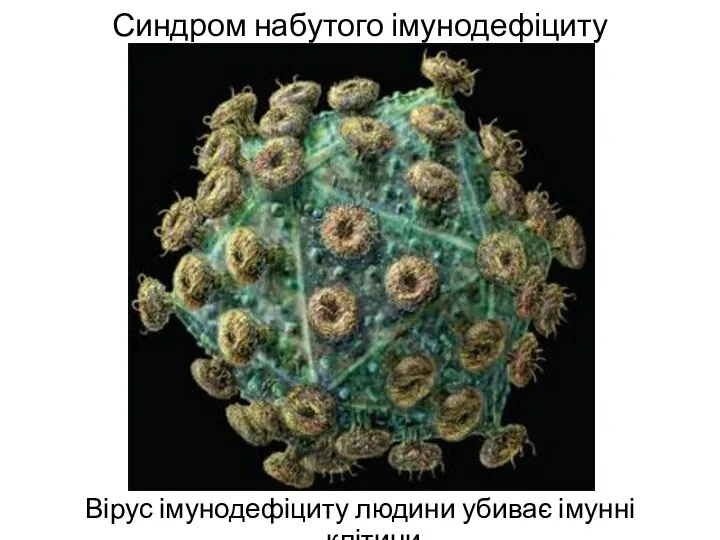Синдром набутого імунодефіциту Вірус імунодефіциту людини убиває імунні клітини