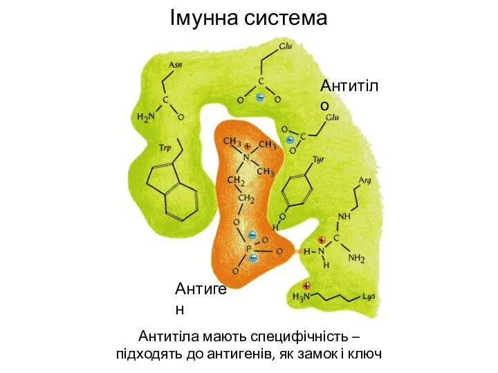 Імунна система Антитіла мають специфічність – підходять до антигенів, як замок і ключ Антиген Антитіло