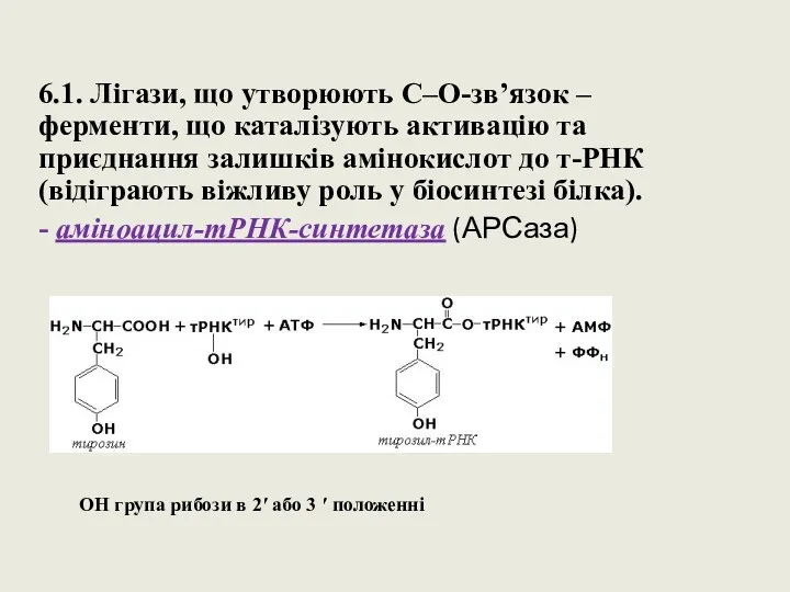 6.1. Лігази, що утворюють C–O-зв’язок – ферменти, що каталізують активацію