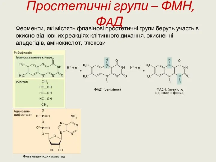 Простетичні групи – ФМН, ФAД Ферменти, які містять флавінові простетичні