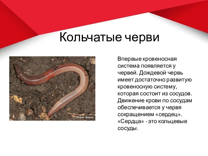 Кольчатые черви Впервые кровеносная система появляется у червей. Дождевой червь