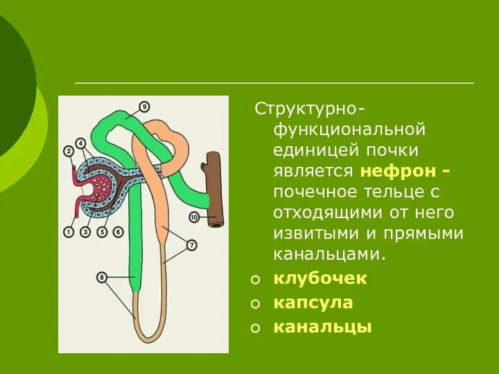 Структурно-функциональной единицей почки является нефрон - почечное тельце с отходящими