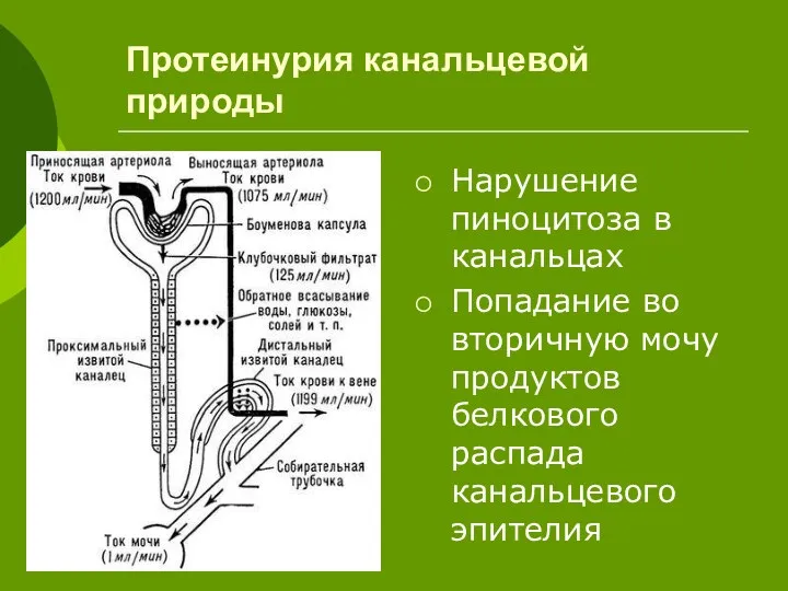 Протеинурия канальцевой природы Нарушение пиноцитоза в канальцах Попадание во вторичную мочу продуктов белкового распада канальцевого эпителия