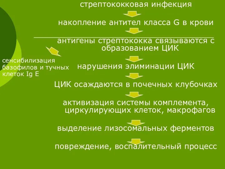 стрептококковая инфекция накопление антител класса G в крови антигены стрептококка