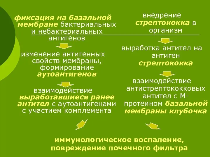 фиксация на базальной мембране бактериальных и небактериальных антигенов изменение антигенных