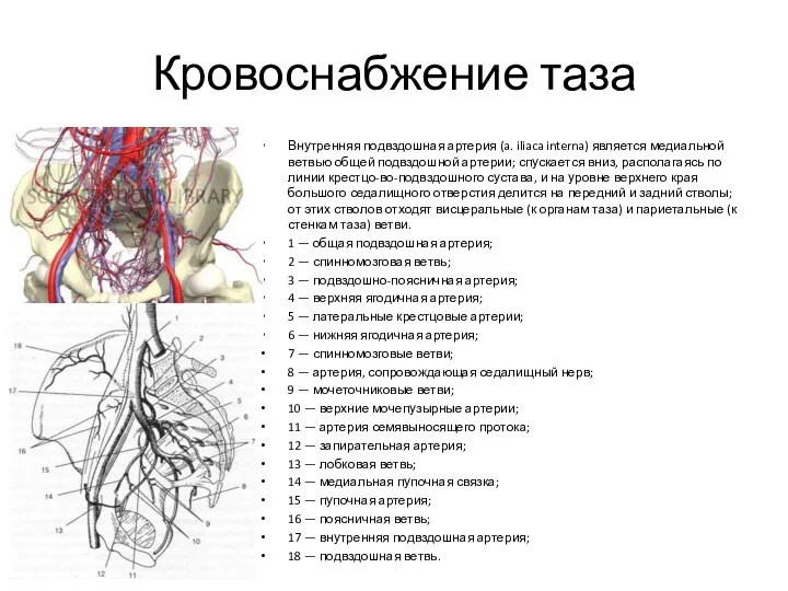 Кровоснабжение таза Внутренняя подвздошная артерия (a. iliaca interna) является медиальной