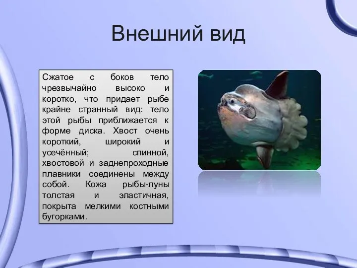 Внешний вид Сжатое с боков тело чрезвычайно высоко и коротко,