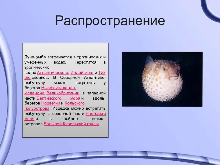 Распространение Луна-рыба встречается в тропических и умеренных водах. Нерестится в