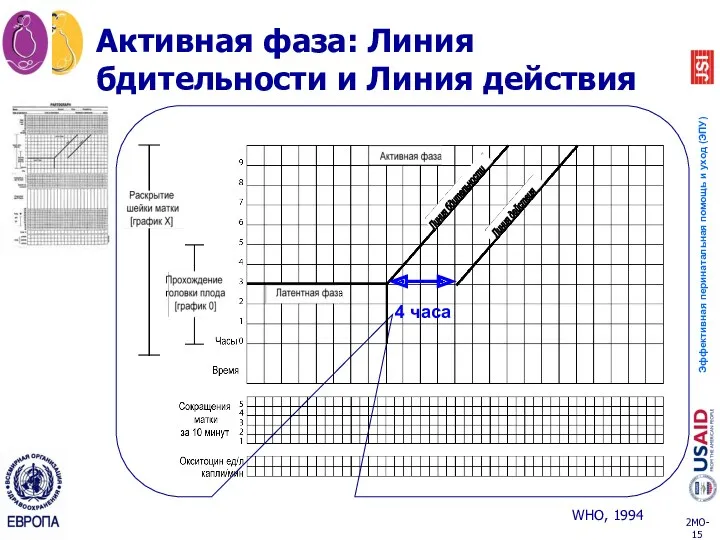 Активная фаза: Линия бдительности и Линия действия Линия бдительности Линия действия 4 часа WHO, 1994