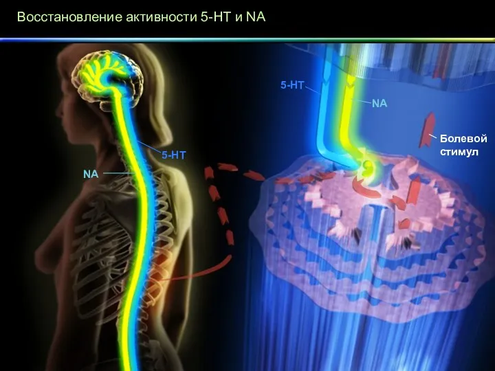 Восстановление активности 5-HT и NA Болевой стимул NA 5-HT 5-HT NA