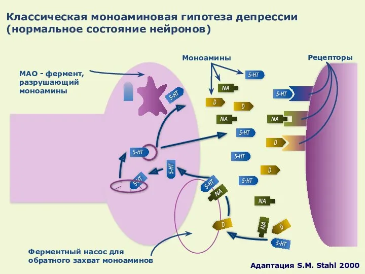 Классическая моноаминовая гипотеза депрессии (нормальное состояние нейронов) Ферментный насос для