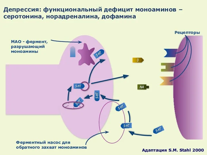 Депрессия: функциональный дефицит моноаминов – серотонина, норадреналина, дофамина Ферментный насос