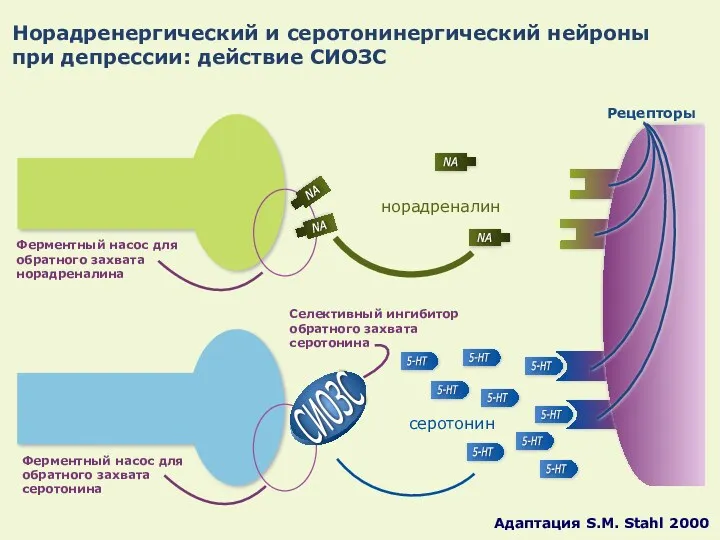 Норадренергический и серотонинергический нейроны при депрессии: действие СИОЗС Ферментный насос