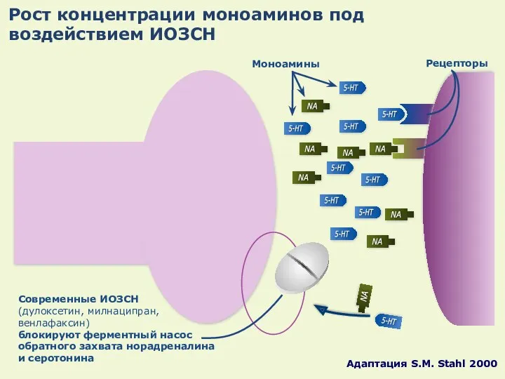 Рост концентрации моноаминов под воздействием ИОЗСН Cовременные ИОЗСН (дулоксетин, милнаципран,