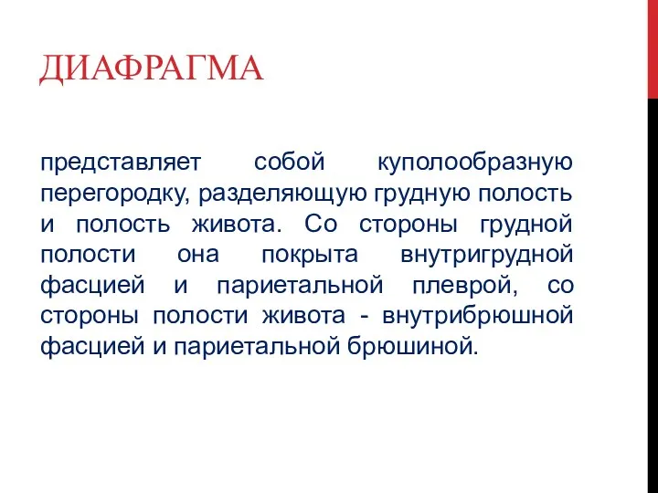 ДИАФРАГМА представляет собой куполообразную перегородку, разделяющую грудную полость и полость