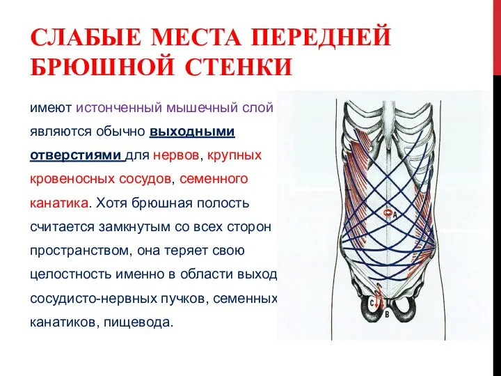 СЛАБЫЕ МЕСТА ПЕРЕДНЕЙ БРЮШНОЙ СТЕНКИ имеют истонченный мышечный слой и