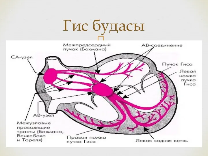 Гис будасы