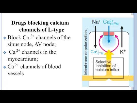 Drugs blocking calcium channels of L-type Block Ca 2+ channels
