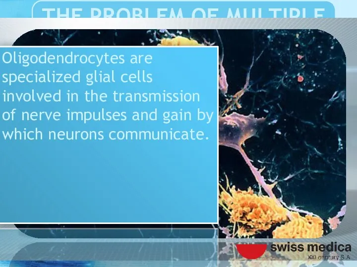 Oligodendrocytes are specialized glial cells involved in the transmission of