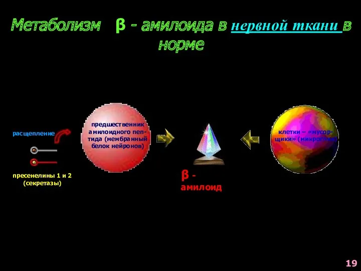 Метаболизм β - амилоида в нервной ткани в норме предшественник амилоидного пеп- тида