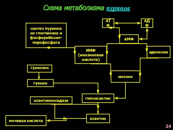 Схема метаболизма пуринов АТФ АДФ АМФ ИМФ (инозиновая кислота) аденозин синтез пуринов из
