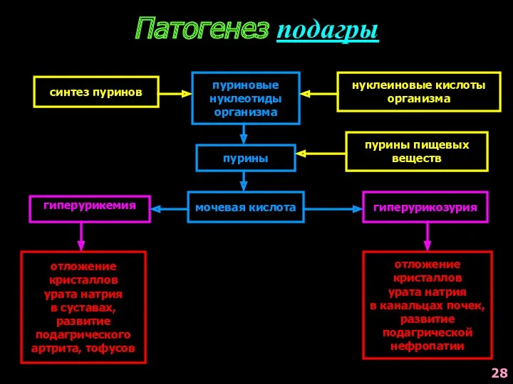 Патогенез подагры синтез пуринов пуриновые нуклеотиды организма нуклеиновые кислоты организма