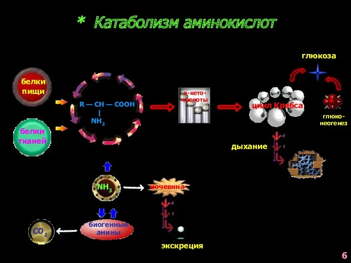 * Катаболизм аминокислот белки пищи белки тканей R — CH