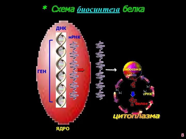 * Схема биосинтеза белка ГЕН мРНК ДНК ЯДРО рибосома белок 8 цитоплазма тРНК
