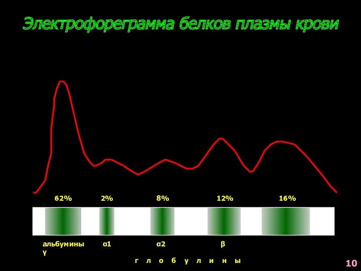 Электрофореграмма белков плазмы крови альбумины α1 α2 β γ г