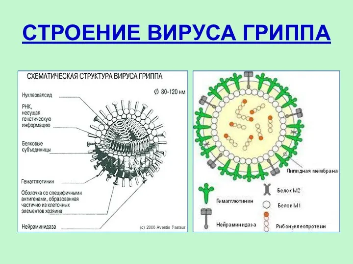 СТРОЕНИЕ ВИРУСА ГРИППА