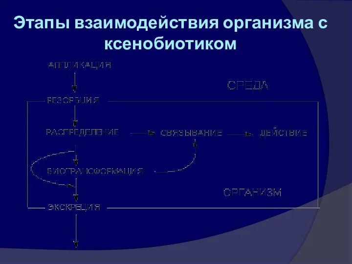 Этапы взаимодействия организма с ксенобиотиком