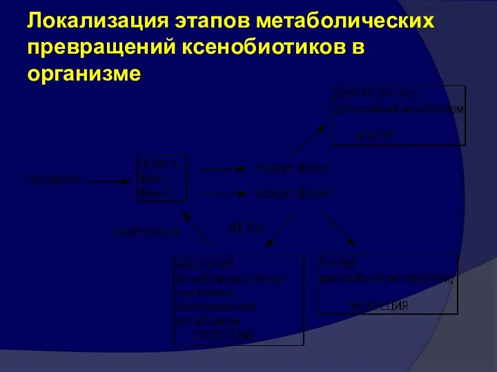 Локализация этапов метаболических превращений ксенобиотиков в организме