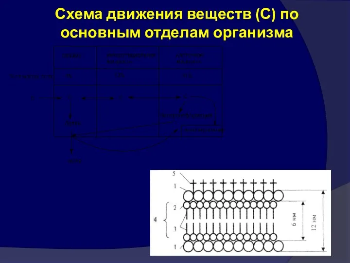 Схема движения веществ (С) по основным отделам организма