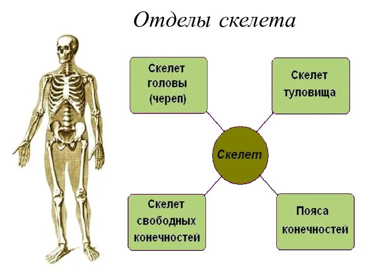 Отделы скелета