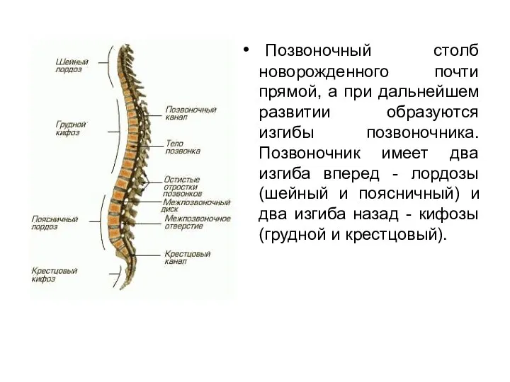 Позвоночный столб новорожденного почти прямой, а при дальнейшем развитии образуются изгибы позвоночника. Позвоночник
