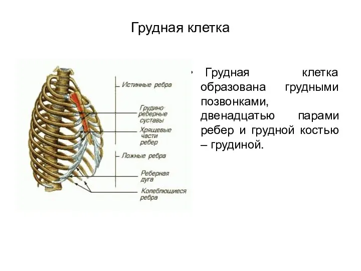 Грудная клетка Грудная клетка образована грудными позвонками, двенадцатью парами ребер и грудной костью – грудиной.