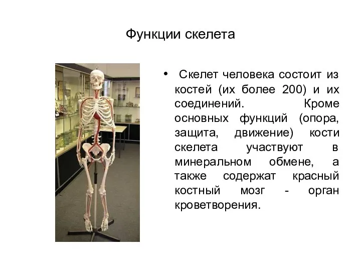 Функции скелета Скелет человека состоит из костей (их более 200) и их соединений.