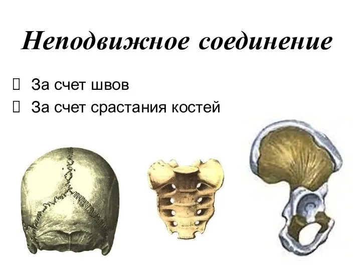 Неподвижное соединение За счет швов За счет срастания костей