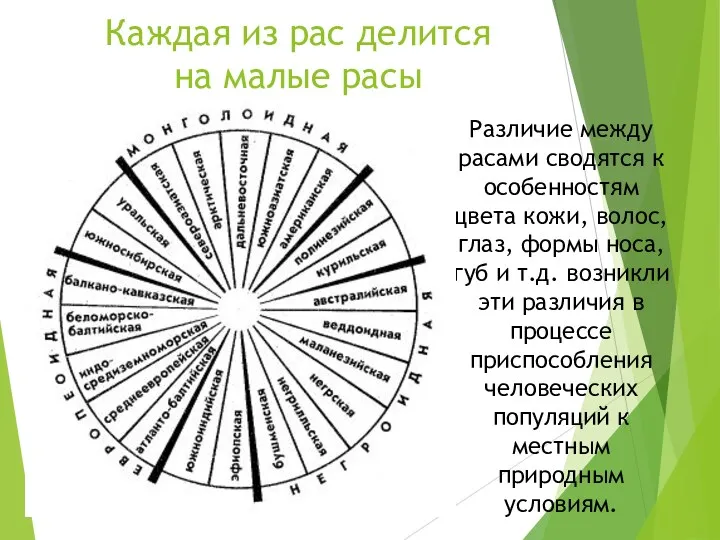 Каждая из рас делится на малые расы Различие между расами