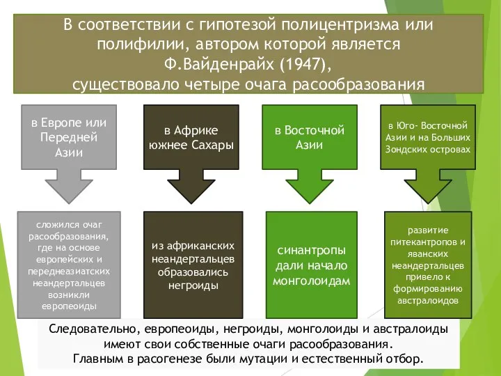 Следовательно, европеоиды, негроиды, монголоиды и австралоиды имеют свои собственные очаги