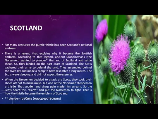 SCOTLAND For many centuries the purple thistle has been Scotland's