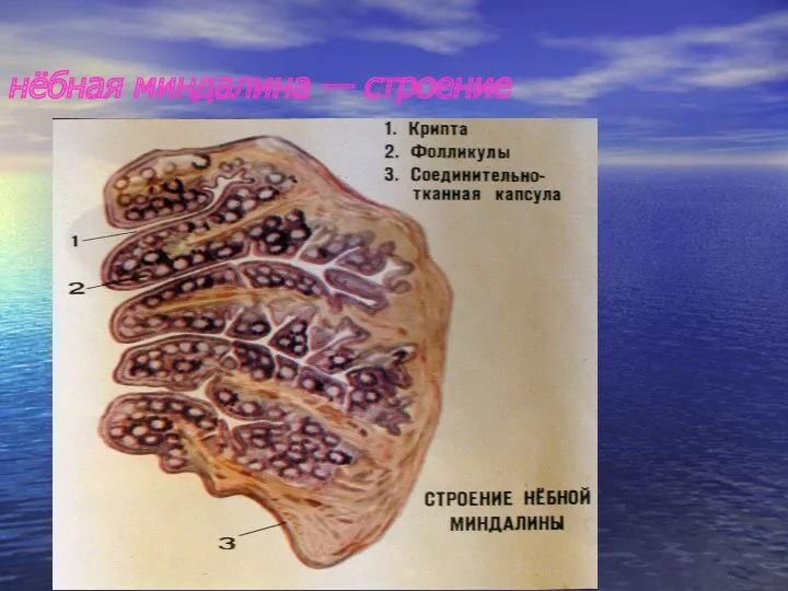 нёбная миндалина — строение