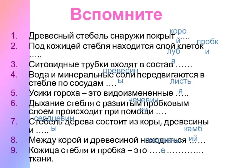 Вспомните Древесный стебель снаружи покрыт ….. Под кожицей стебля находится