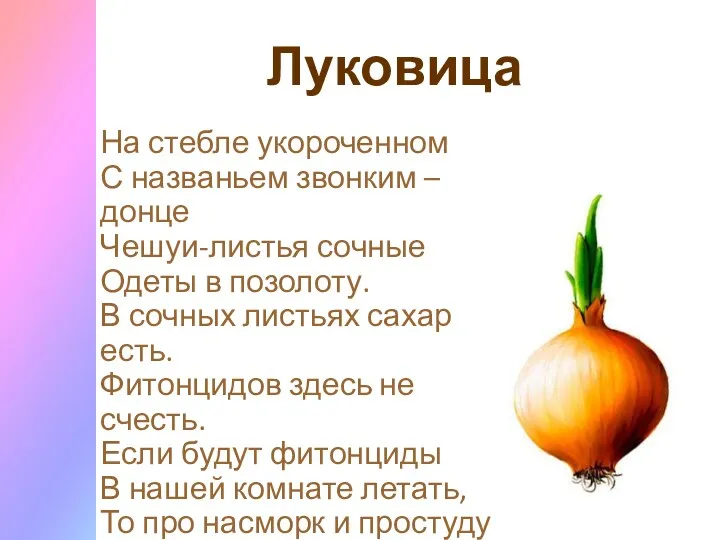 Луковица На стебле укороченном С названьем звонким – донце Чешуи-листья