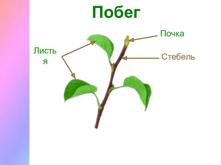 Побег Стебель Листья Почка